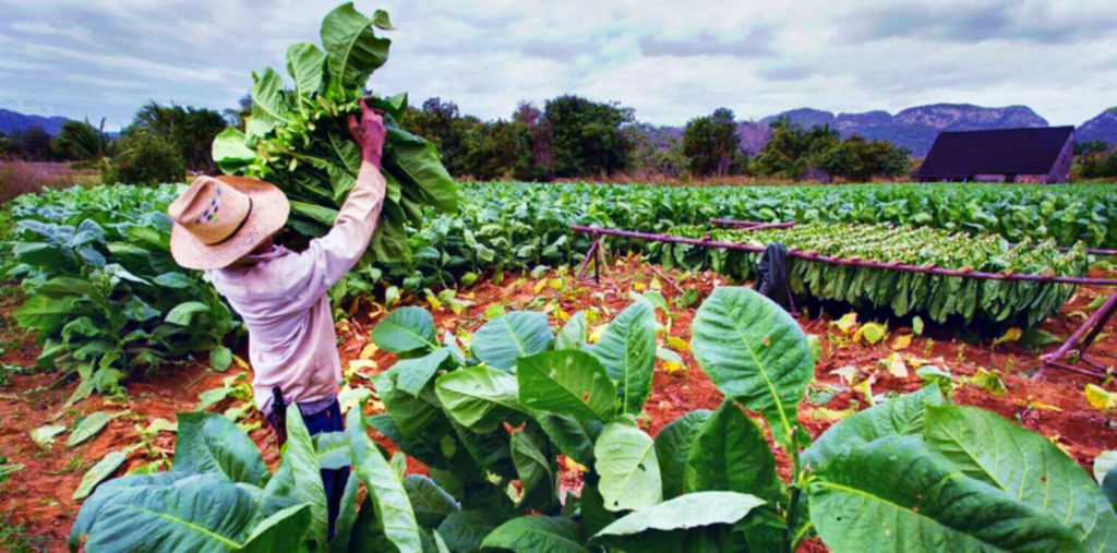 Индийский табачный фермер работает в поле